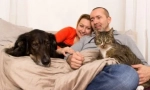 Kdo na světě více: kočky nebo milovníci psů?